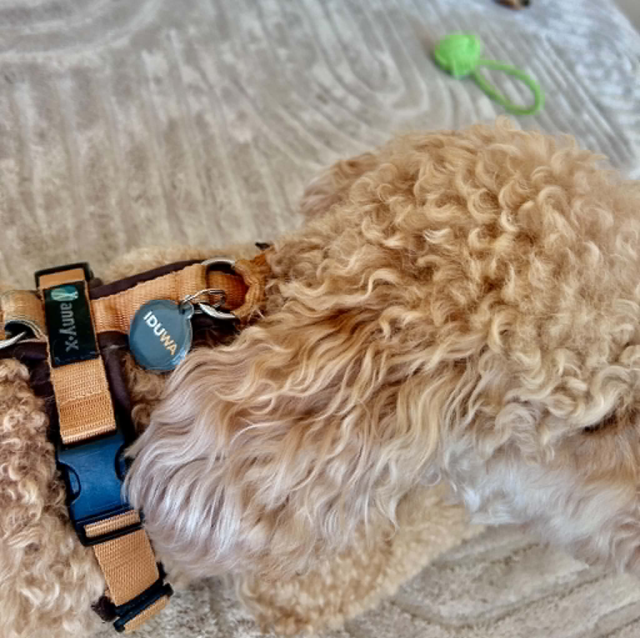 IDUWA QR-Anh&auml;nger am Hundehalsband